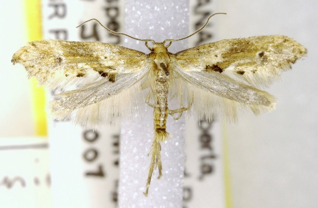 Epermenia falcata