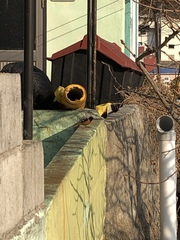 Phoenicurus auroreus