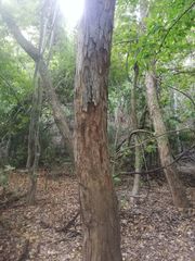 Pterocarpus orbiculatus