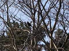 Corvus macrorhynchos