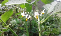 Solanum nigrescens
