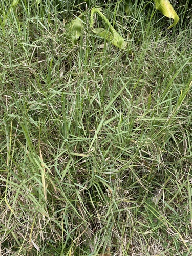 Panicum repens observed 2025-10-07