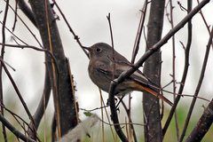 Phoenicurus ochruros