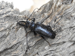 Anthracocentrus capensis