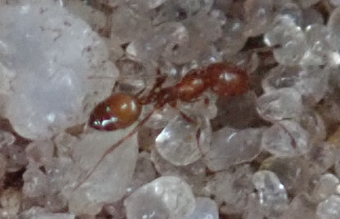 Monomorium setuliferum