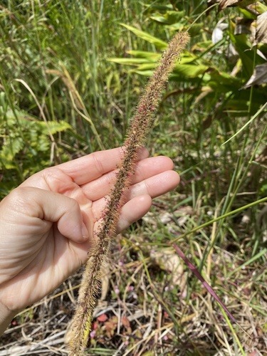Setaria sphacelata observed 2025-10-07