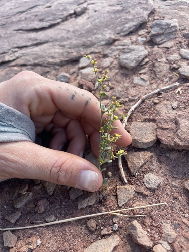 Eriogonum divaricatum, 2025-10-03