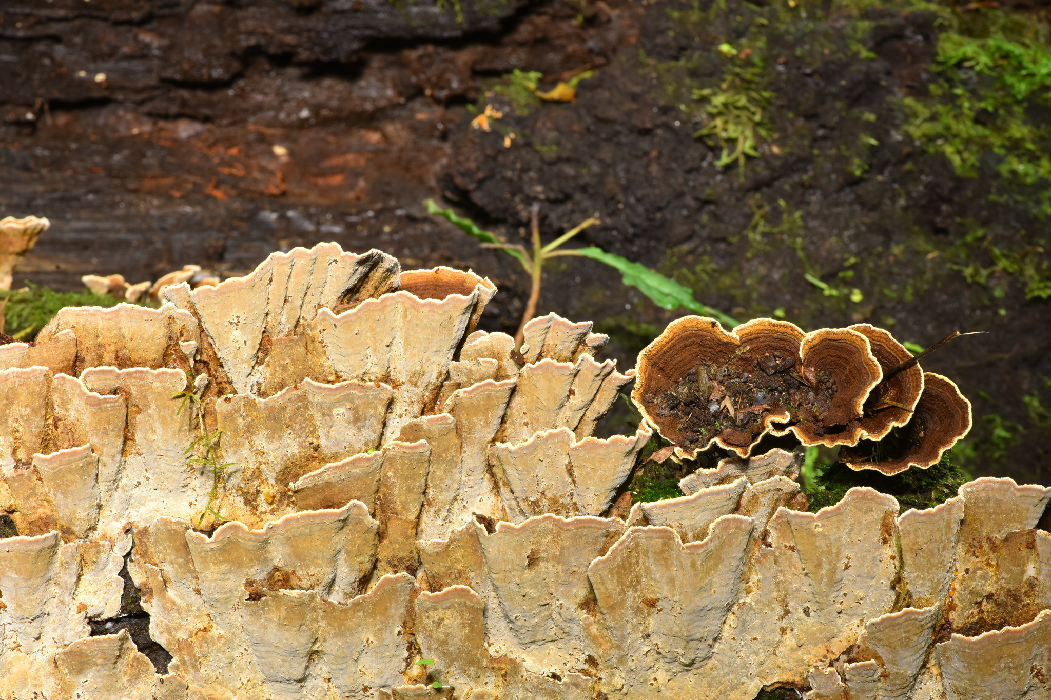 Xylobolus subpileatus image