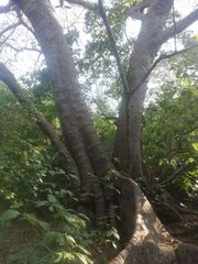 Ficus goldmanii