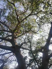 Ficus goldmanii