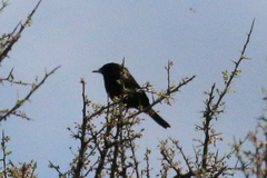 Knipolegus hudsoni