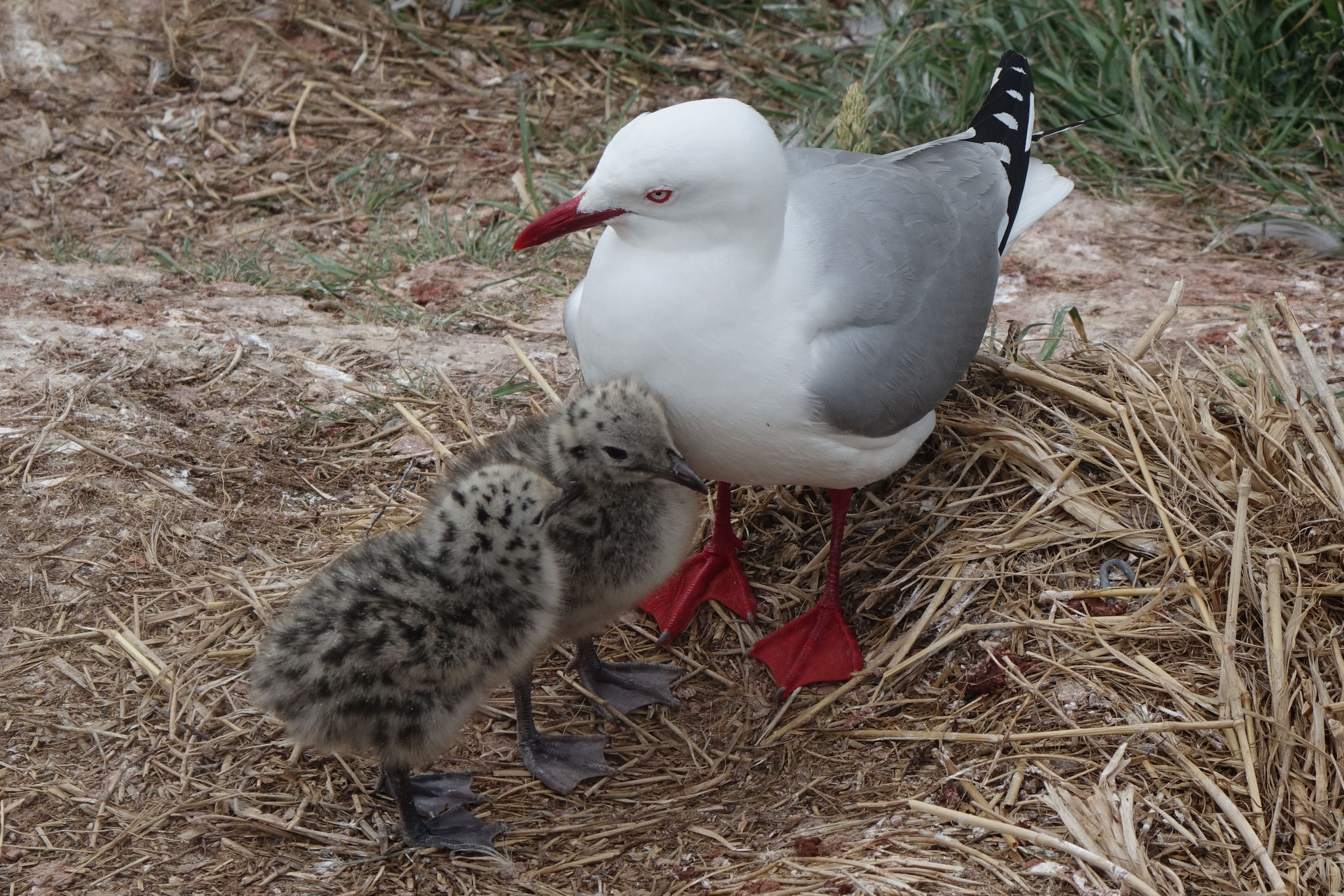 Silver Gull (Chroicocephalus novaehollandiae)