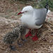 Silver Gull - Photo (c) John Barkla, some rights reserved (CC BY), uploaded by John Barkla