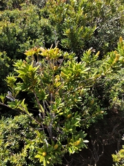 Orites lancifolius
