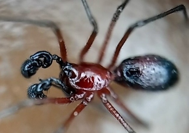 Sphecozone rubescens