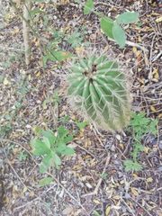 Cephalocereus nudus