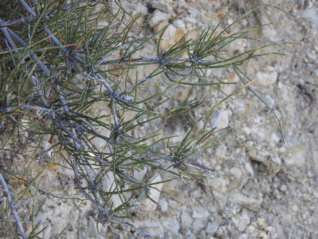 Ephedra antisyphilitica; photograph (c) saltyhiker, some rights reserved (CC BY)