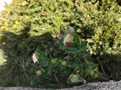 Pimelea ligustrina
