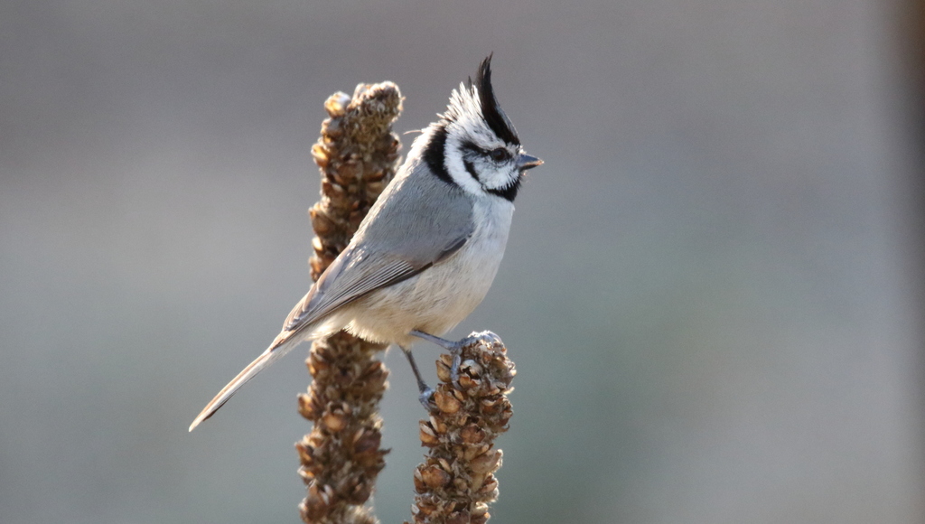 Titmice