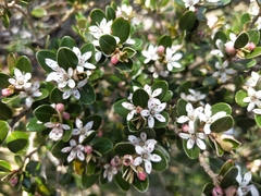 Nematolepis ovatifolia