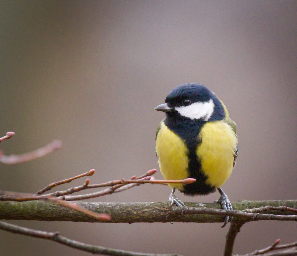 Tits, Chickadees, and Titmice (Family Paridae) · iNaturalist