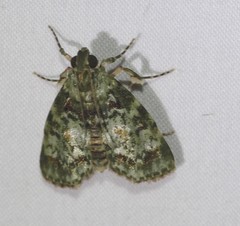 Stericta chlorophoena