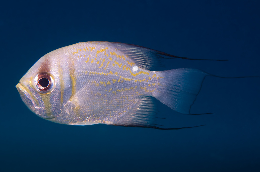 Threadfin Pearl-Perch