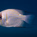 Threadfin Pearl Perch - Photo (c) Erik Schlogl, some rights reserved (CC BY-NC), uploaded by Erik Schlogl