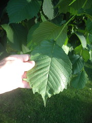 Ulmus glabra camperdownii