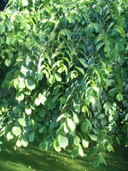 Ulmus glabra camperdownii