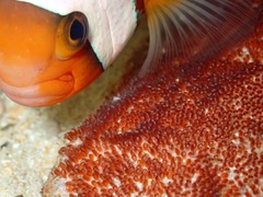 Clark's anemonefish
