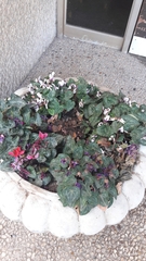 Cyclamen persicum