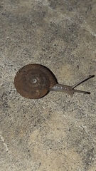 Oxychilus renanianus