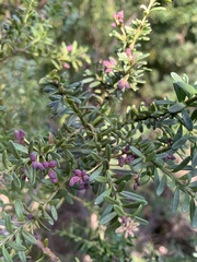 Podocarpus lawrencei