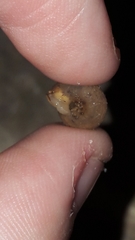 Oxychilus renanianus