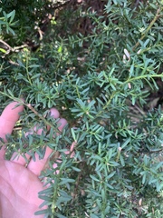 Podocarpus lawrencei