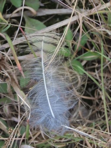 View observation of {o.common_name} on iNaturalist