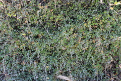 Chenopodium triandrum