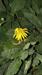 Asteraceae