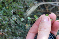 Chenopodium triandrum