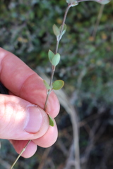 Chenopodium triandrum