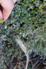 Chenopodium triandrum