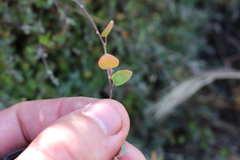 Chenopodium triandrum
