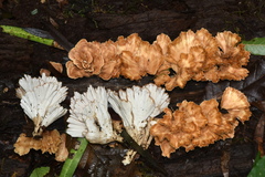 Flabellophora