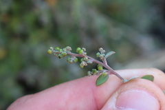 Chenopodium triandrum