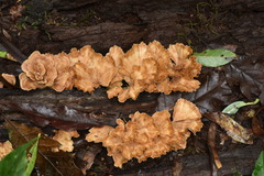 Flabellophora