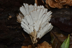 Flabellophora