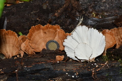 Flabellophora