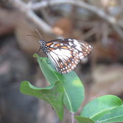 Danaus affinis affinis