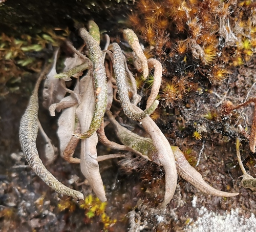 Elaphoglossum stipitatum image